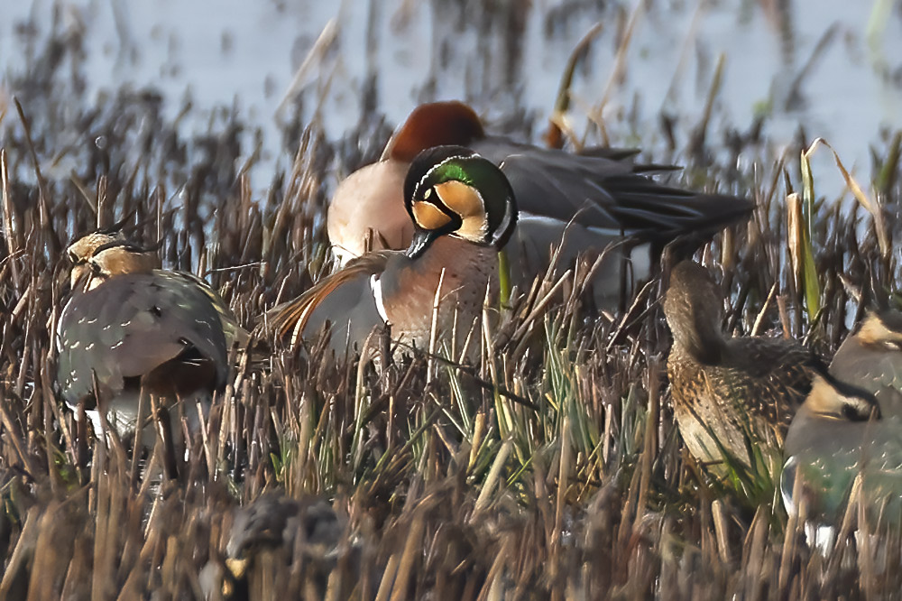 Baikal teal